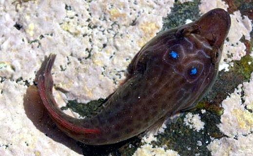 Lepadogaster purpurea_00546